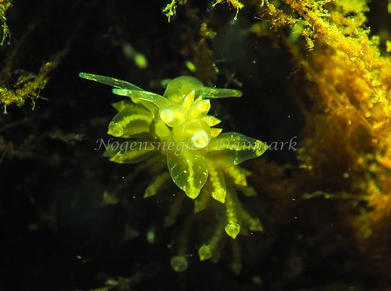 Amphorina viriola - Kollund Lillestrand - Foto: Jens Egon Jørgensen
