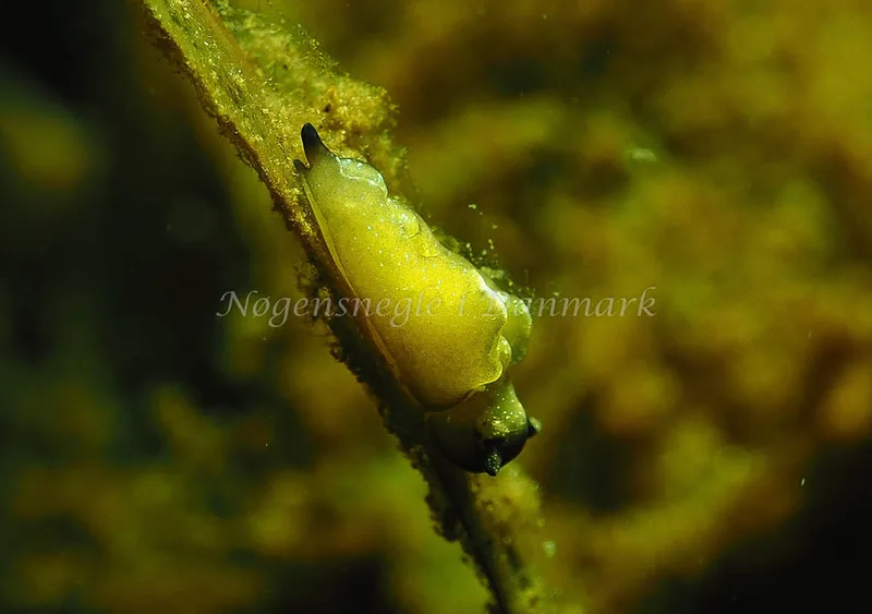 Elysia viridis - Kollund Lillestrand - Foto: Jens Egon Jørgensen