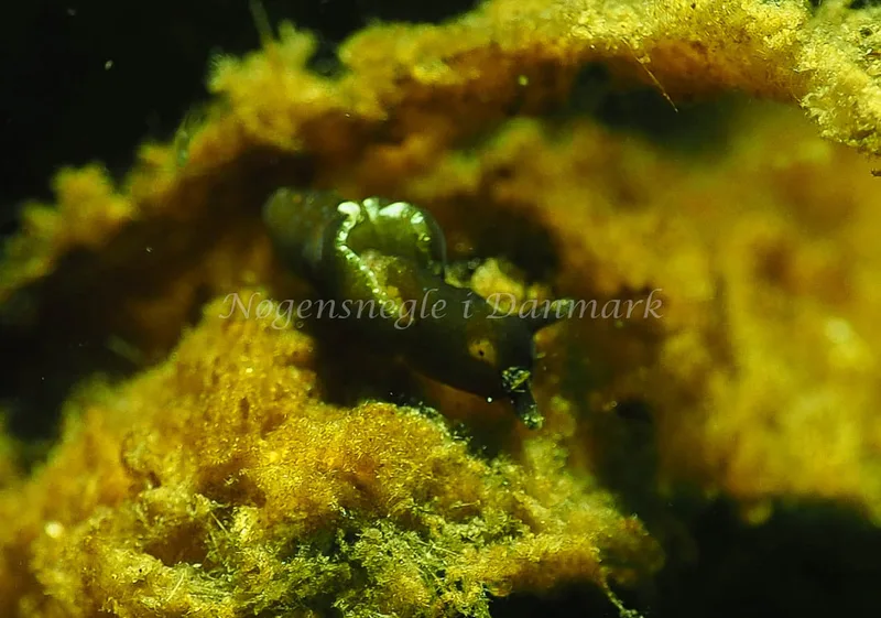 Elysia viridis - Kollund Lillestrand - Foto: Jens Egon Jørgensen
