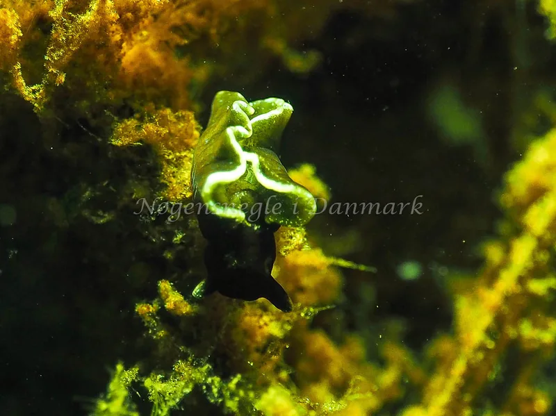 Elysia viridis - Kollund Lillestrand - Foto: Jens Egon Jørgensen