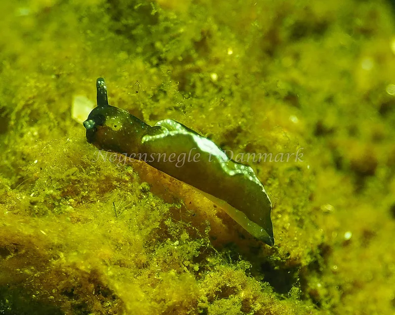 Elysia viridis - Kollund Lillestrand - Foto: Jens Egon Jørgensen