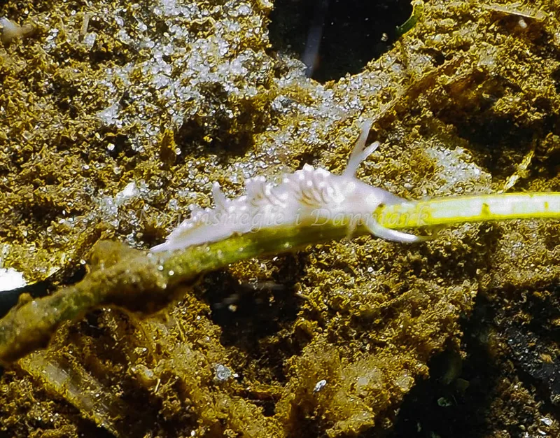 Coryphella verrucosa rufibranchialis - Kollund Lillestrand - Foto: Jens Egon Jørgensen