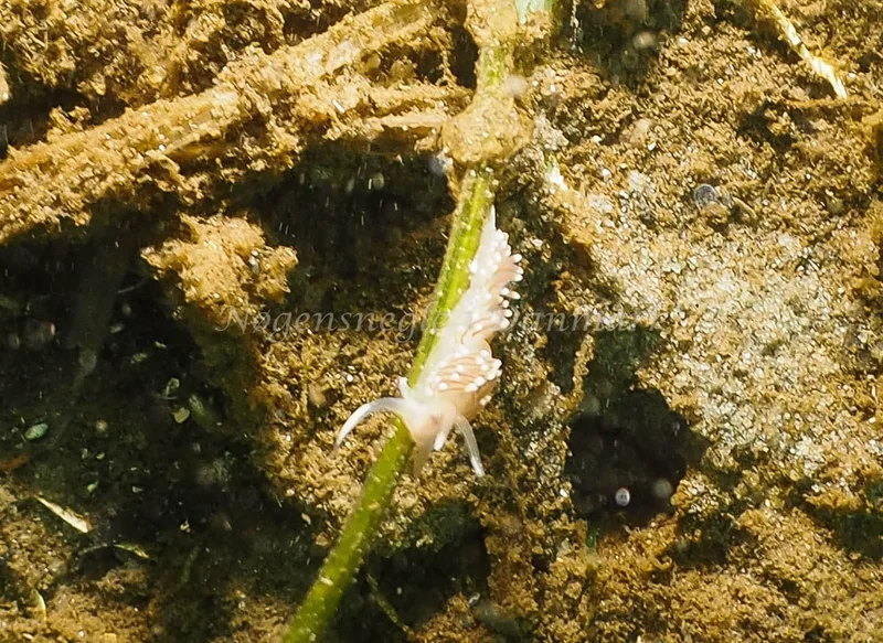 Coryphella verrucosa rufibranchialis - Kollund Lillestrand - Foto: Jens Egon Jørgensen