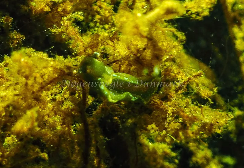 Elysia viridis - Kollund Lillestrand - Foto: Jens Egon Jørgensen
