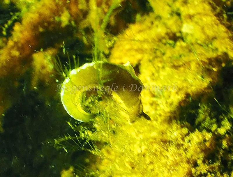 Elysia viridis - Kollund Lillestrand - Foto: Jens Egon Jørgensen