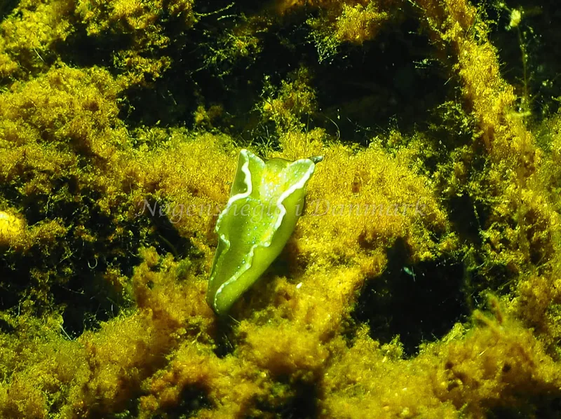 Elysia viridis - Kollund Lillestrand - Foto: Jens Egon Jørgensen