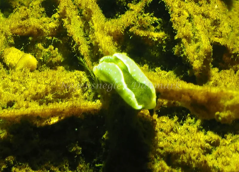 Elysia viridis - Kollund Lillestrand - Foto: Jens Egon Jørgensen