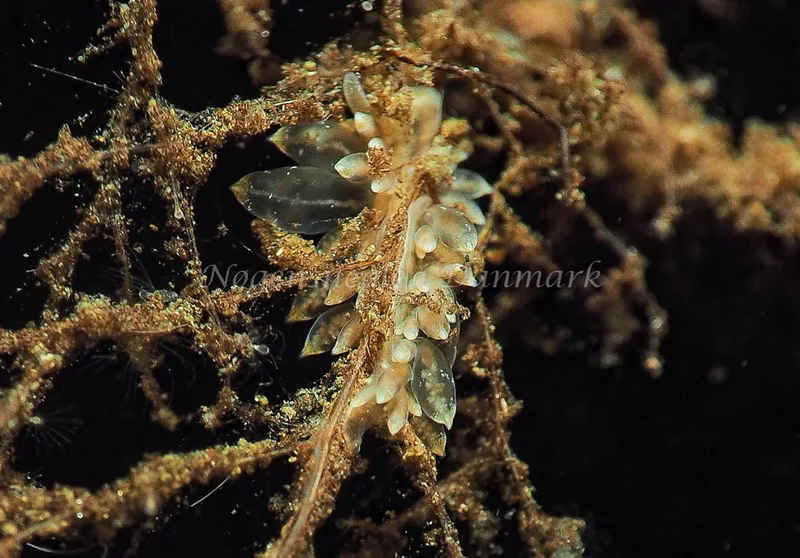 Amphorina viriola - Kollund Lillestrand - Foto: Jens Egon Jørgensen
