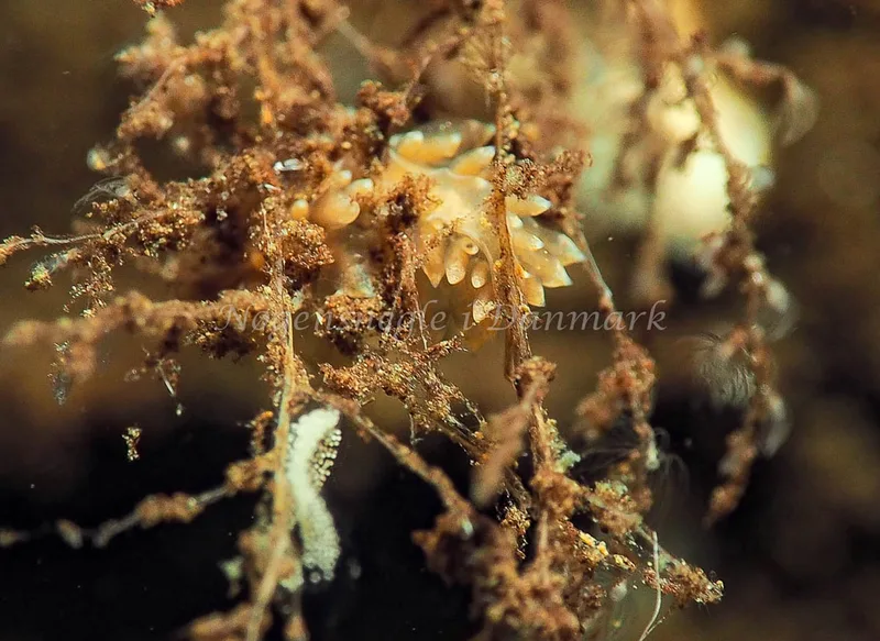 Amphorina viriola - Kollund Lillestrand - Foto: Jens Egon Jørgensen
