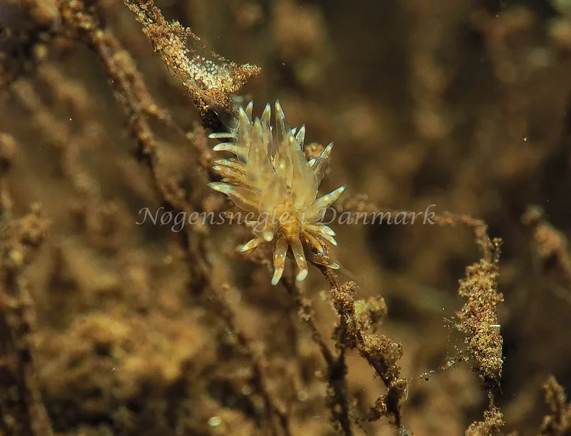 Amphorina viriola - Kollund Lillestrand - Foto: Jens Egon Jørgensen
