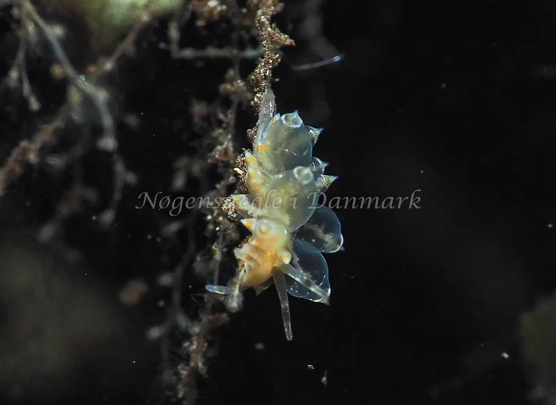 Amphorina viriola - Kollund Lillestrand - Foto: Jens Egon Jørgensen
