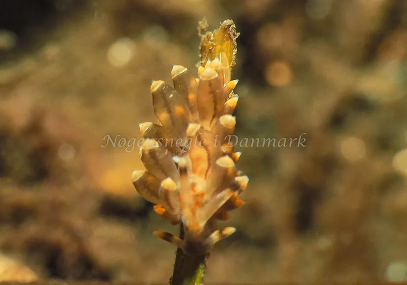 Amphorina viriola - Kollund Lillestrand - Foto: Jens Egon Jørgensen