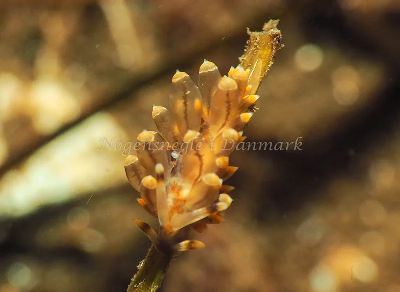 Amphorina viriola - Kollund Lillestrand - Foto: Jens Egon Jørgensen