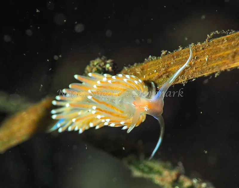 Facelina bostoniensis - Kollund Lillestrand - Foto: Jens Egon Jørgensen