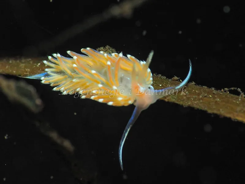 Facelina bostoniensis - Kollund Lillestrand - Foto: Jens Egon Jørgensen