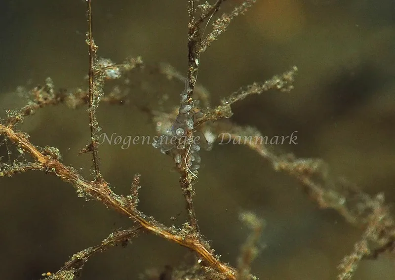 Amphorina viriola - Kollund Lillestrand - Foto: Jens Egon Jørgensen