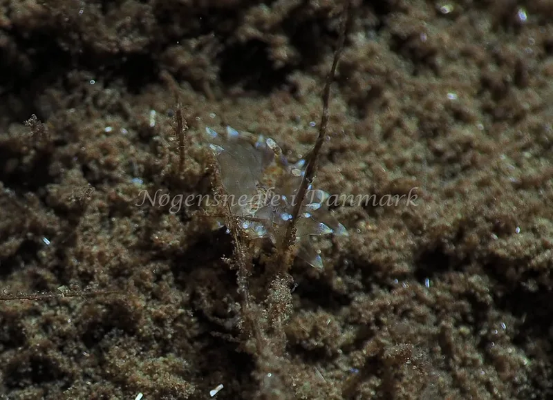 Amphorina viriola - Kollund Lillestrand - Foto: Jens Egon Jørgensen
