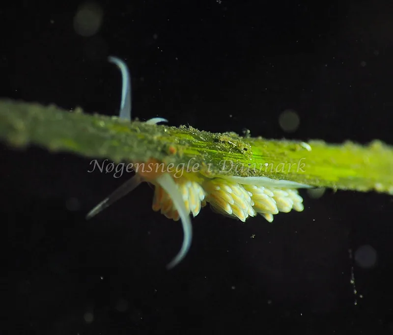 Facelina bostoniensis - Kollund Lillestrand - Foto: Jens Egon Jørgensen