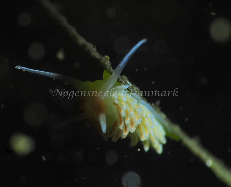 Facelina bostoniensis - Kollund Lillestrand - Foto: Jens Egon Jørgensen