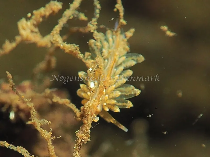 Amphorina viriola - Kollund Lillestrand - Foto: Jens Egon Jørgensen