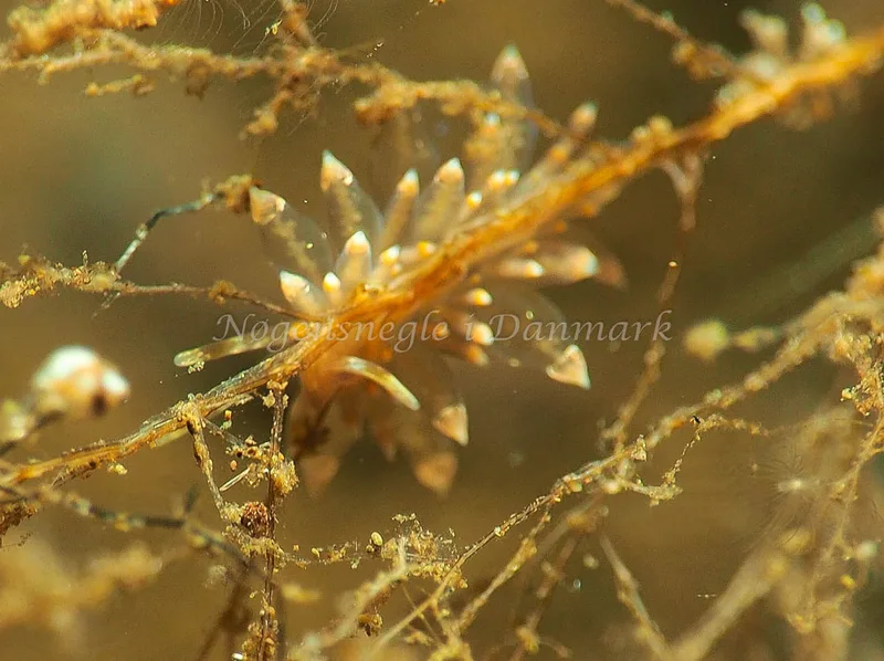Amphorina viriola - Kollund Lillestrand - Foto: Jens Egon Jørgensen