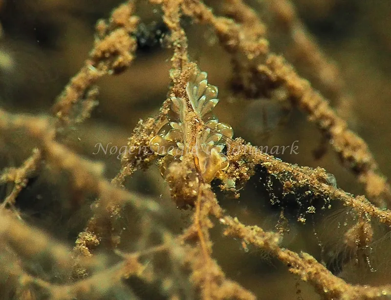 Amphorina viriola - Kollund Lillestrand - Foto: Jens Egon Jørgensen