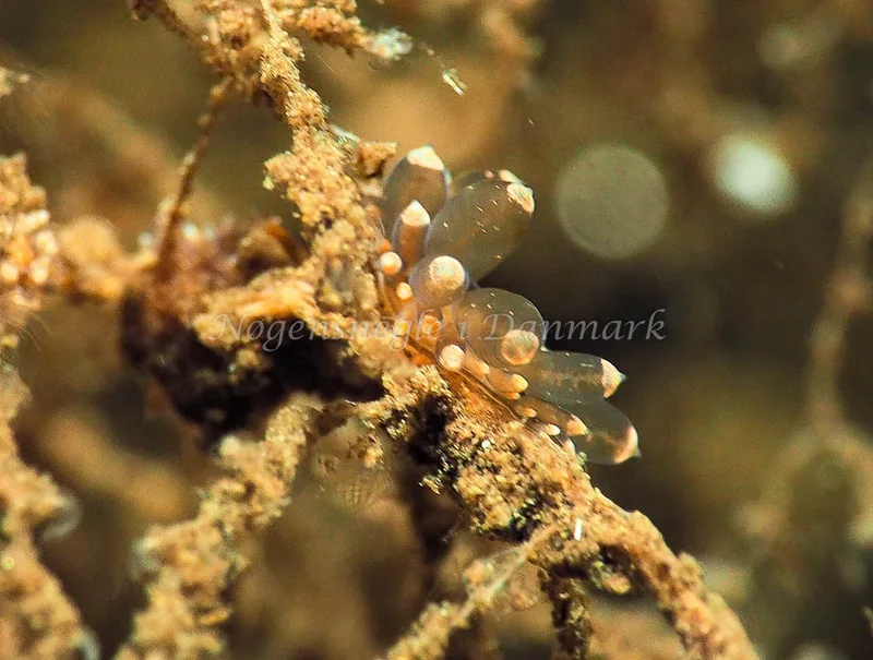 Amphorina viriola - Kollund Lillestrand - Foto: Jens Egon Jørgensen