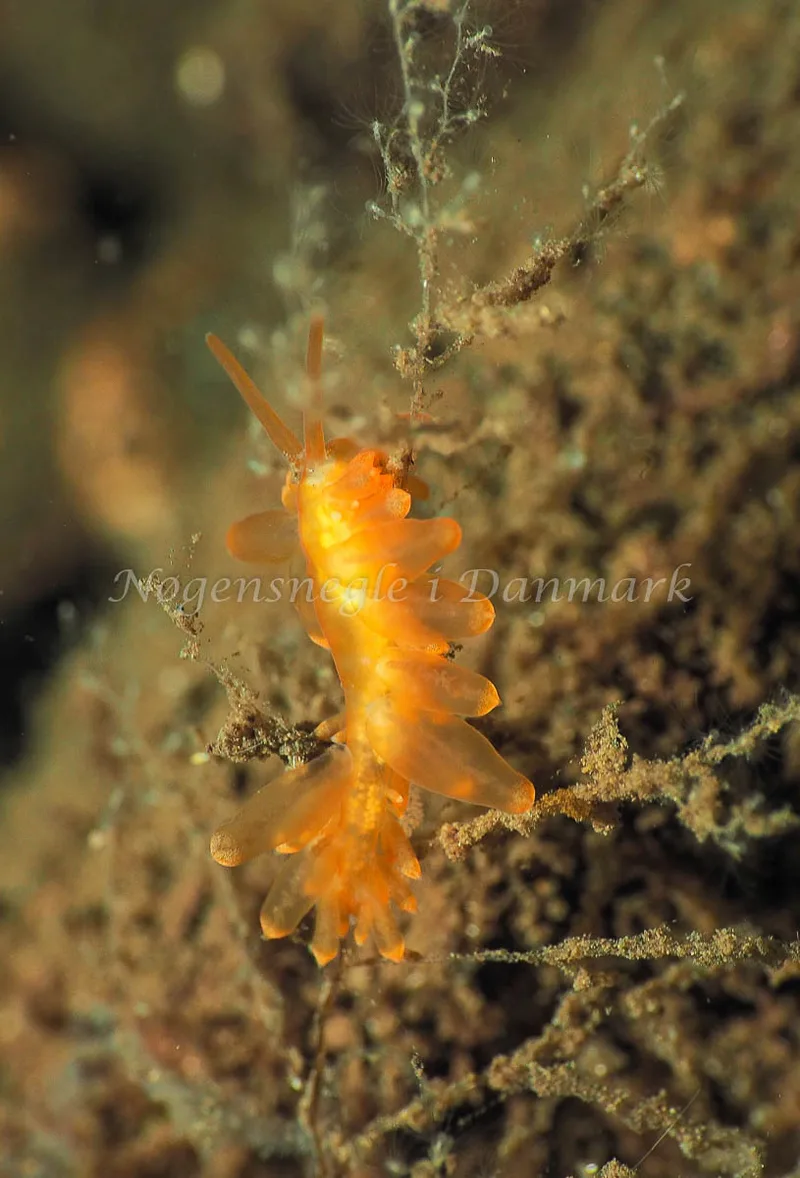 Amphorina viriola - Kollund Lillestrand - Foto: Jens Egon Jørgensen