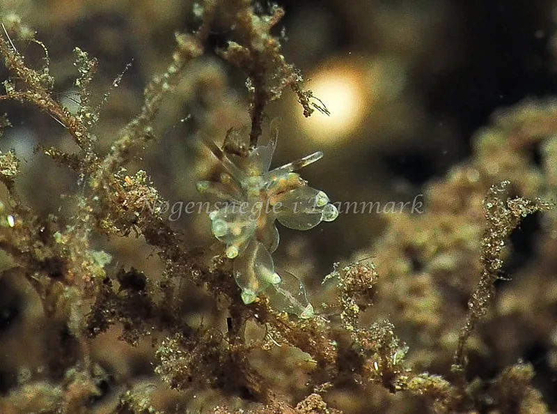 Amphorina viriola - Kollund Lillestrand - Foto: Jens Egon Jørgensen
