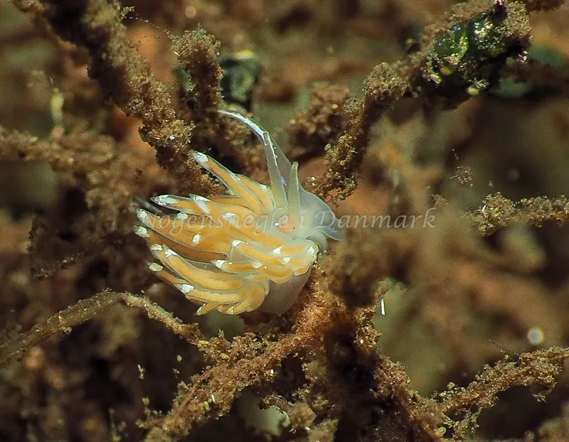Facelina bostoniensis - Kollund Lillestrand - Foto: Jens Egon Jørgensen