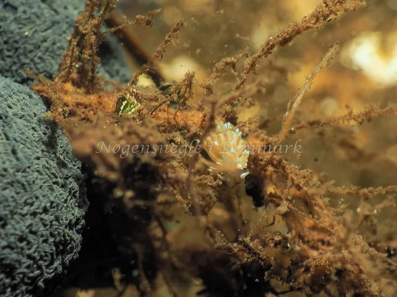 Facelina bostoniensis - Kollund Lillestrand - Foto: Jens Egon Jørgensen