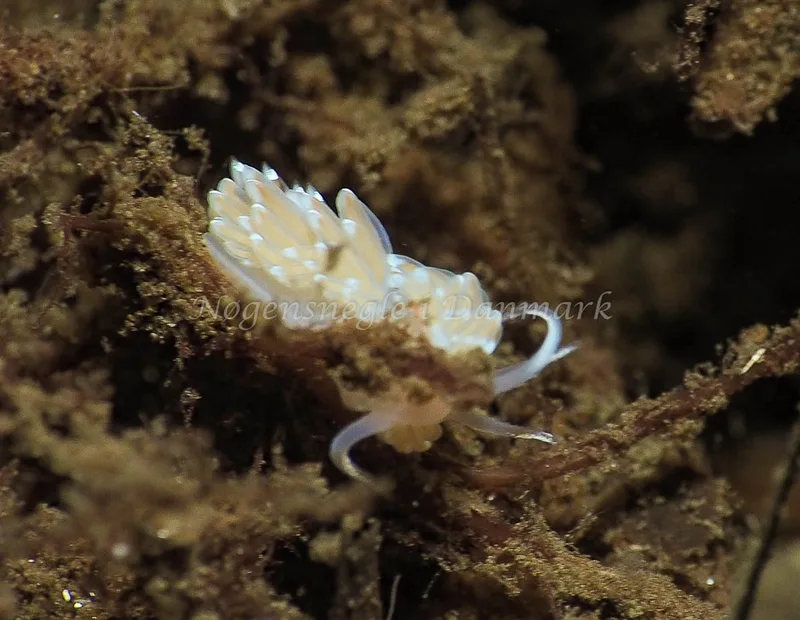 Facelina bostoniensis - Kollund Lillestrand - Foto: Jens Egon Jørgensen