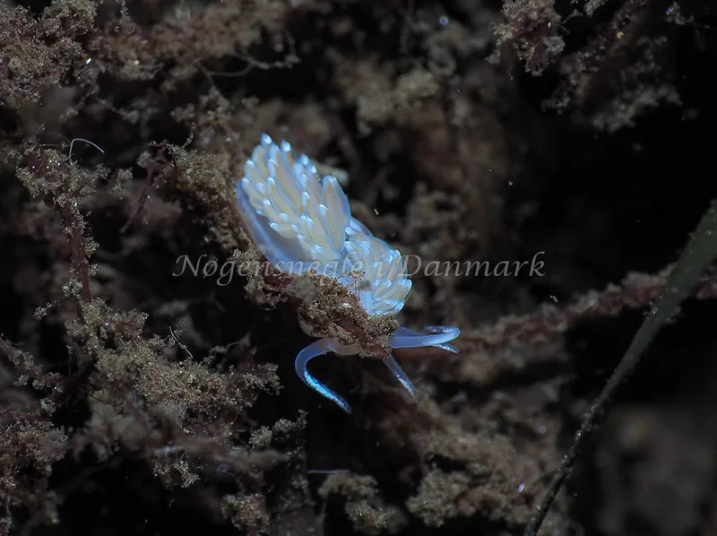 Facelina bostoniensis - Kollund Lillestrand - Foto: Jens Egon Jørgensen