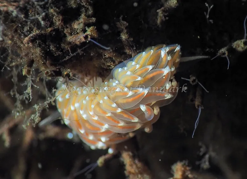 Facelina bostoniensis - Kollund Lillestrand - Foto: Jens Egon Jørgensen