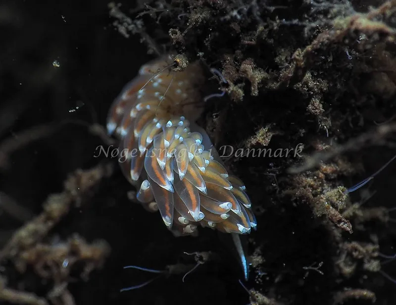 Facelina bostoniensis - Kollund Lillestrand - Foto: Jens Egon Jørgensen