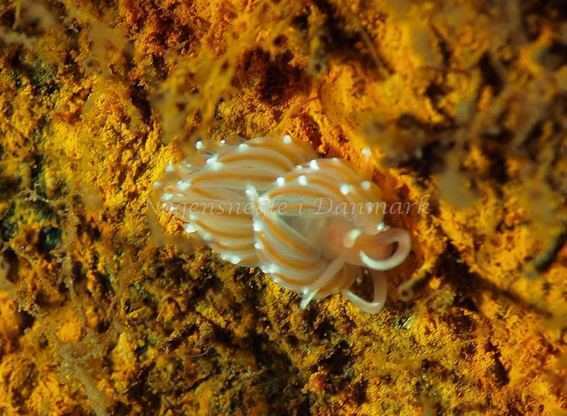 Facelina bostoniensis - Kollund Lillestrand - Foto: Jens Egon Jørgensen