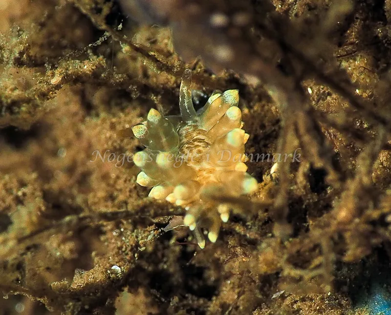Amphorina viriola - Kollund Lillestrand - Foto: Jens Egon Jørgensen