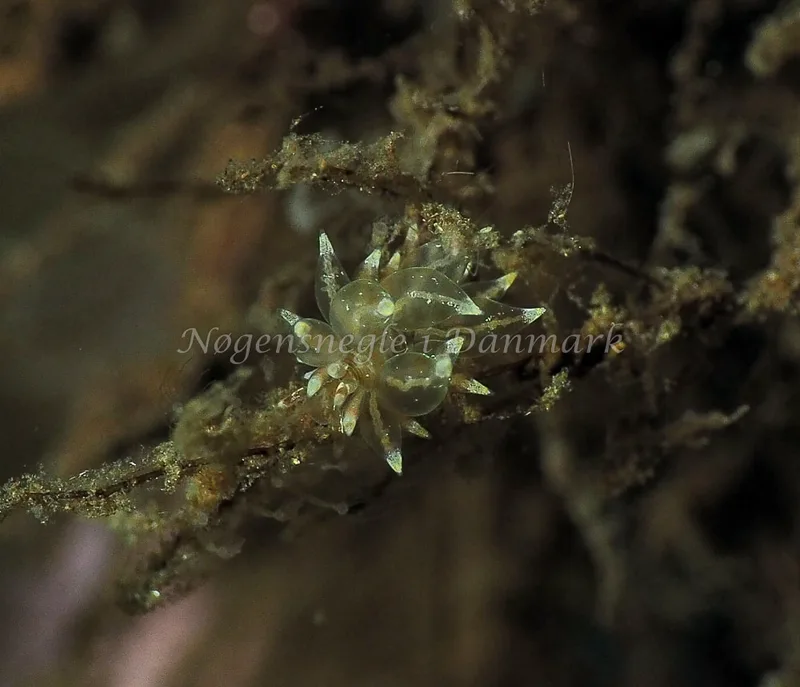 Amphorina viriola - Kollund Lillestrand - Foto: Jens Egon Jørgensen