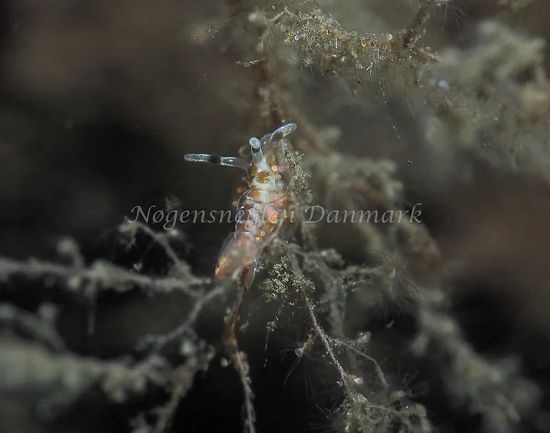 Amphorina viriola - Kollund Lillestrand - Foto: Jens Egon Jørgensen