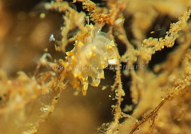Amphorina viriola - Kollund Lillestrand - Foto: Jens Egon Jørgensen