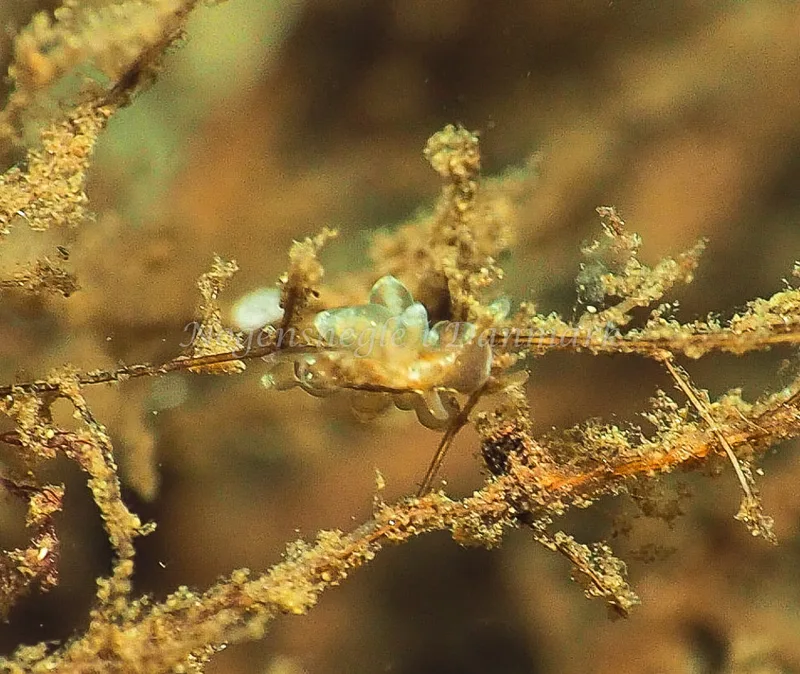 Amphorina viriola - Kollund Lillestrand - Foto: Jens Egon Jørgensen