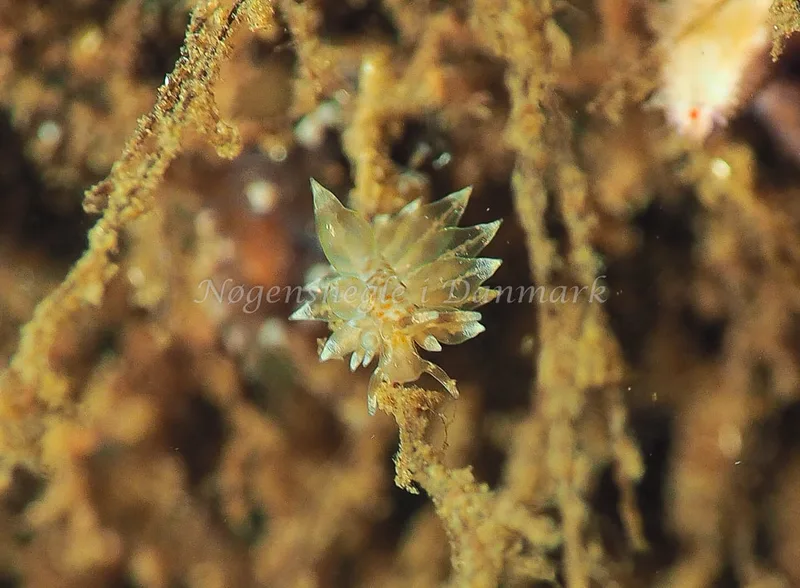 Amphorina viriola - Kollund Lillestrand - Foto: Jens Egon Jørgensen