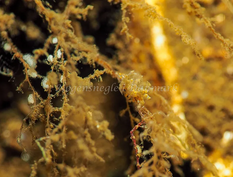 Amphorina viriola - Kollund Lillestrand - Foto: Jens Egon Jørgensen