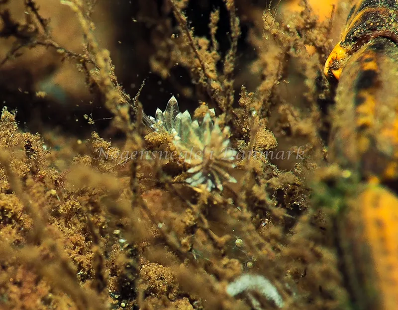 Amphorina viriola - Kollund Lillestrand - Foto: Jens Egon Jørgensen