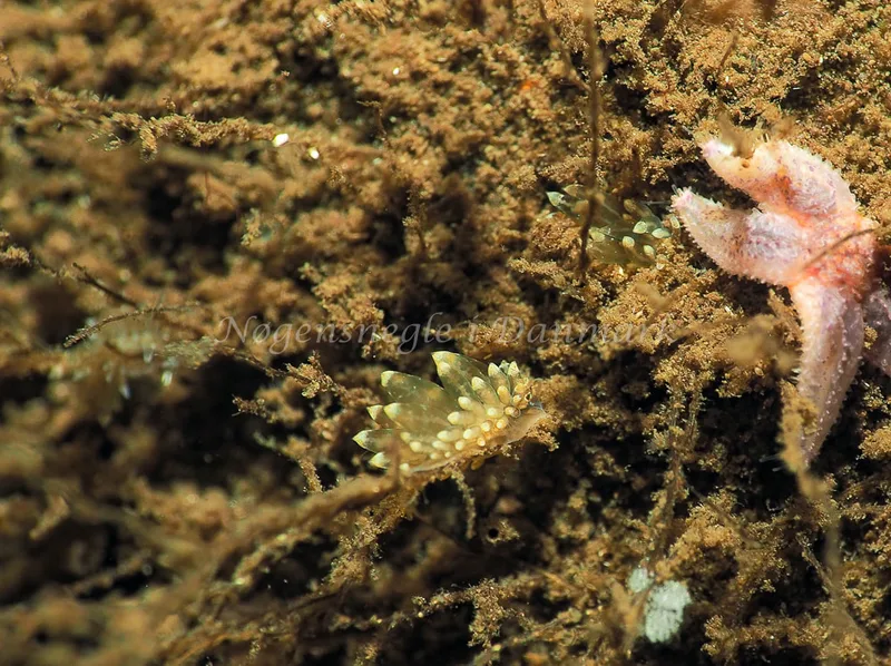 Amphorina viriola - Kollund Lillestrand - Foto: Jens Egon Jørgensen