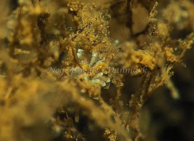 Amphorina viriola - Kollund Lillestrand - Foto: Jens Egon Jørgensen