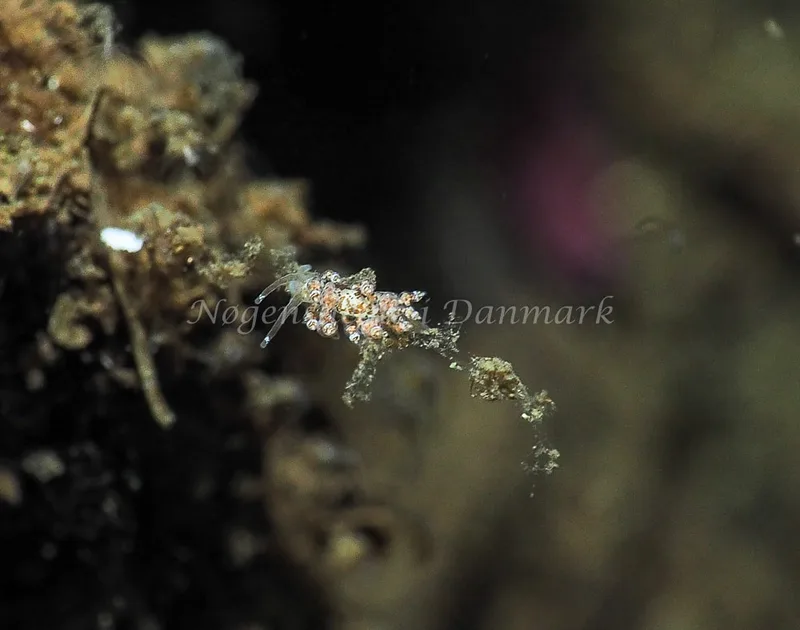Eubranchus exiguus - Kollund Lillestrand - Foto: Jens Egon Jørgensen