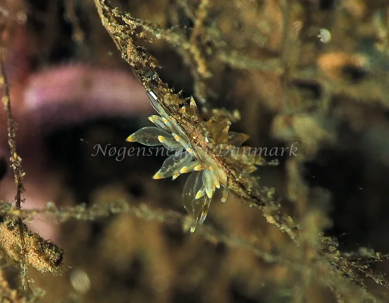 Amphorina viriola - Kollund Lillestrand - Foto: Jens Egon Jørgensen