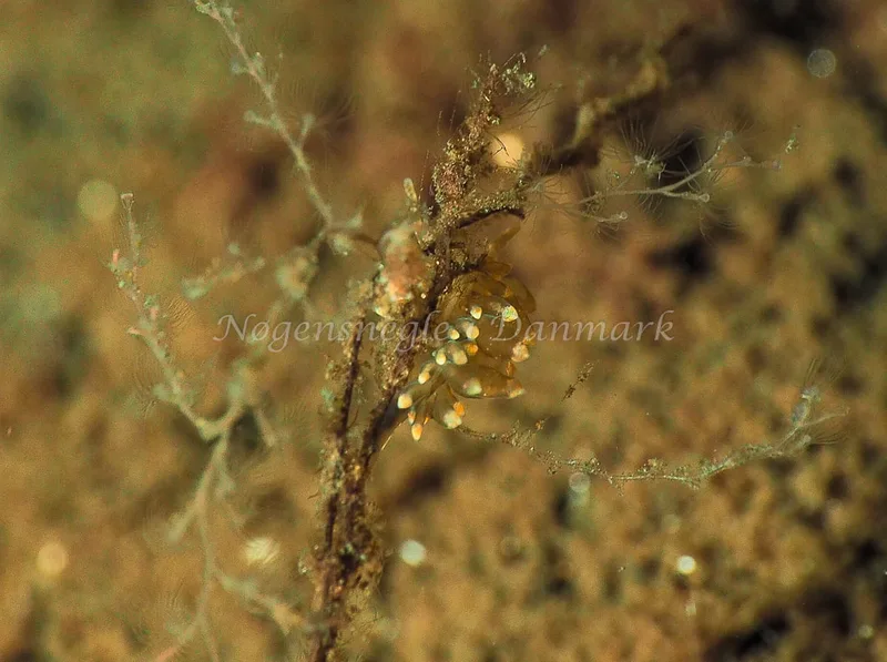 Amphorina viriola - Kollund Lillestrand - Foto: Jens Egon Jørgensen