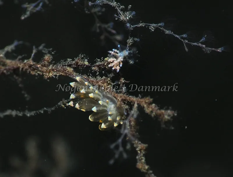 Eubranchus exiguus og Amphorina viriola - Kollund Lillestrand - Foto: Jens Egon Jørgensen